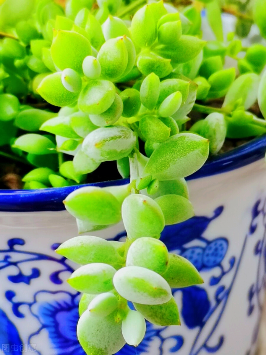 一花一世界，静观花开，岁月安好，鲜花深情祝福，送心中最爱的人