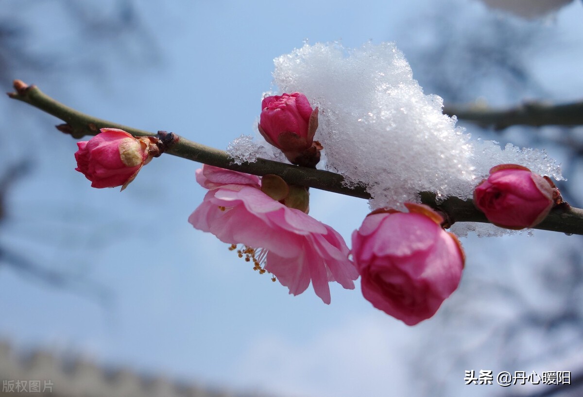 萝岗香雪有心无语暗香动，冬梅恋雪无意争春春来迎
