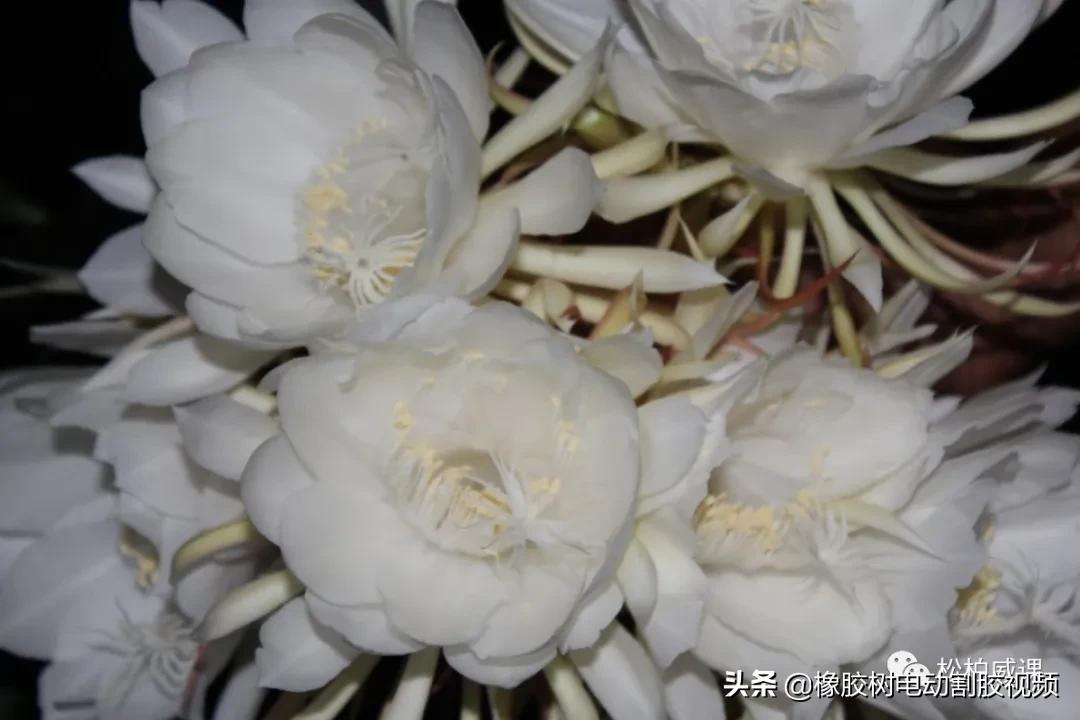 情人节礼物送什么礼物好（情人节要送礼物吗）