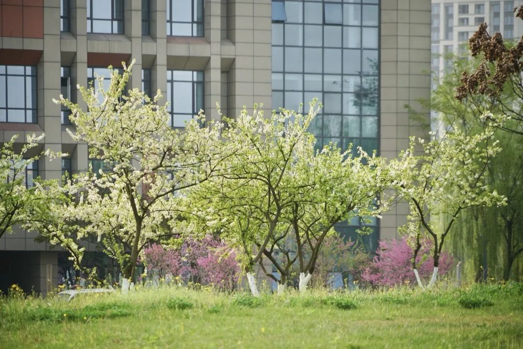 花满校园，春日也温柔