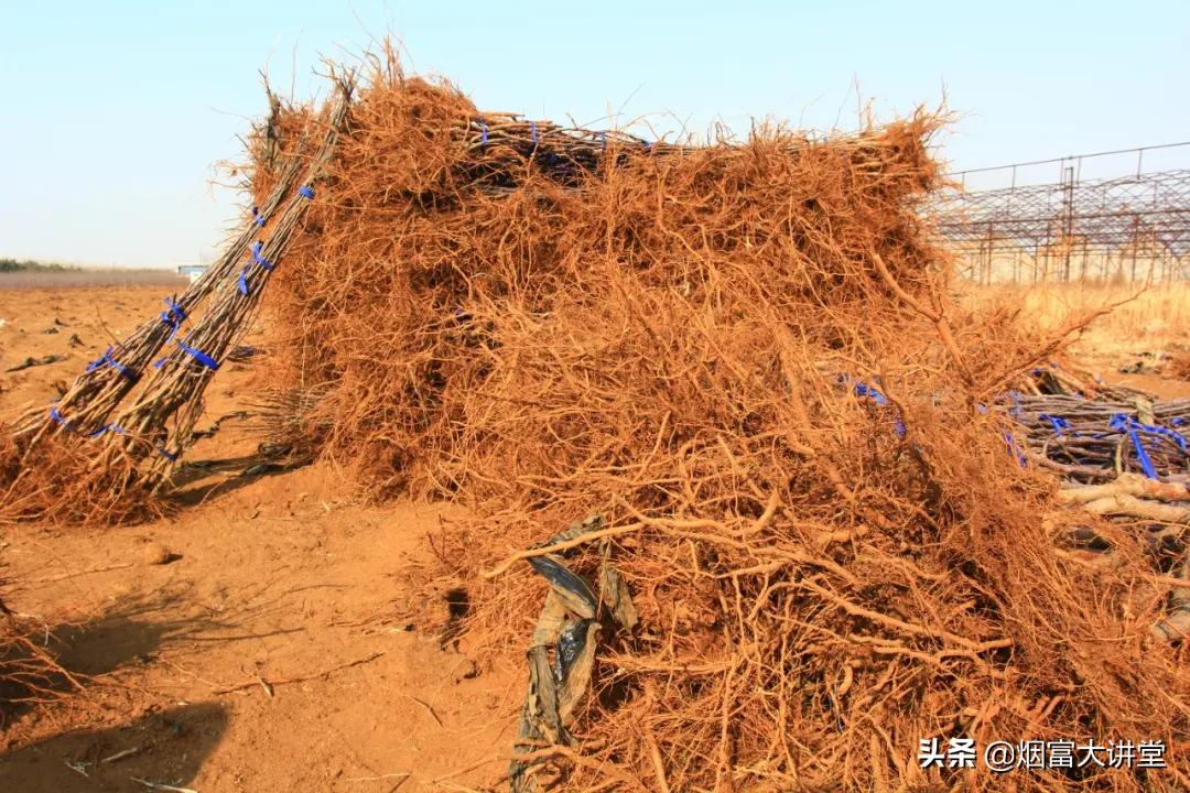 加快果树品种更新换代,入冬前需要做好这几项工作