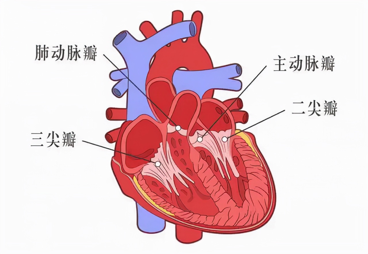 5200元/次！上海将TAVR纳入医保