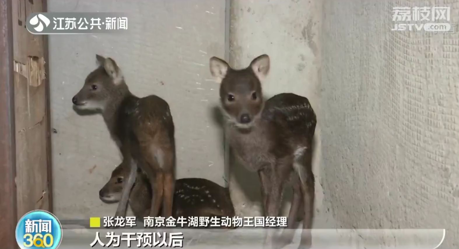 南京村民麦田捡三只&ldquo;小鹿&rdquo;竟是獐子宝宝