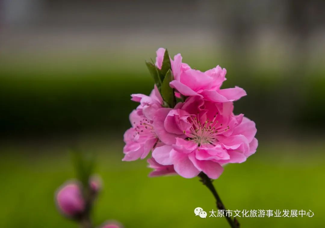 线上展览|“山河春意 锦绣太原——花的世界”主题摄影线上图片展（十三）