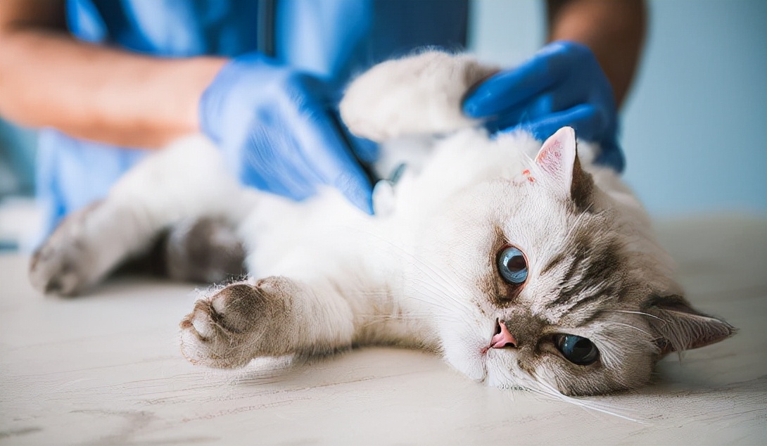 猫咪拉肚子怎么办？居家治疗都有哪些方法