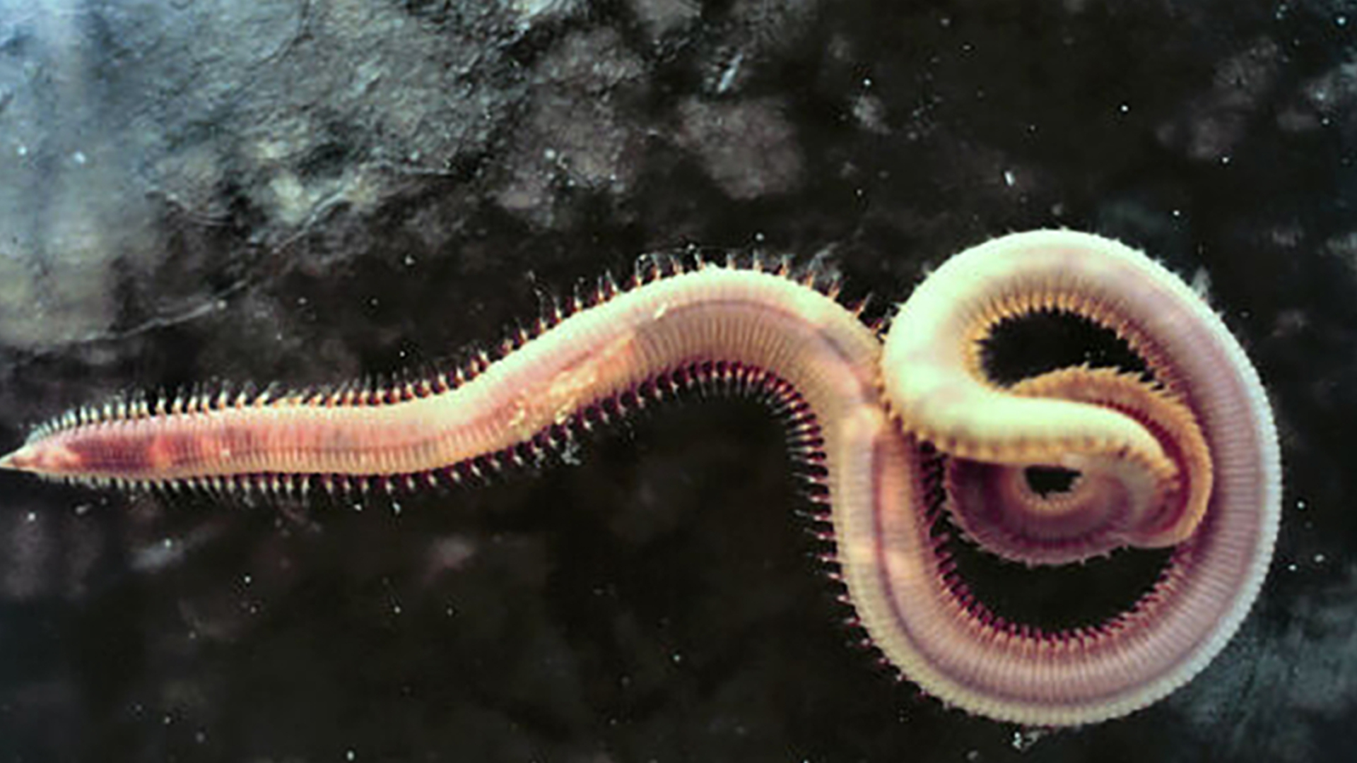 食骨蠕虫在拉丁语中是"食骨者"的意思,这是对一种海洋生物属的恰当