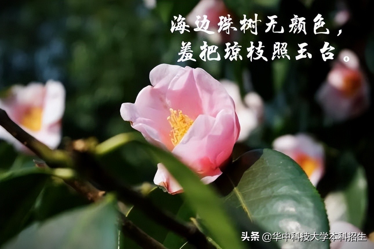 急速升温！这个夏天，华中科技大学将成全国“最火热”大学！吸引世界目光！