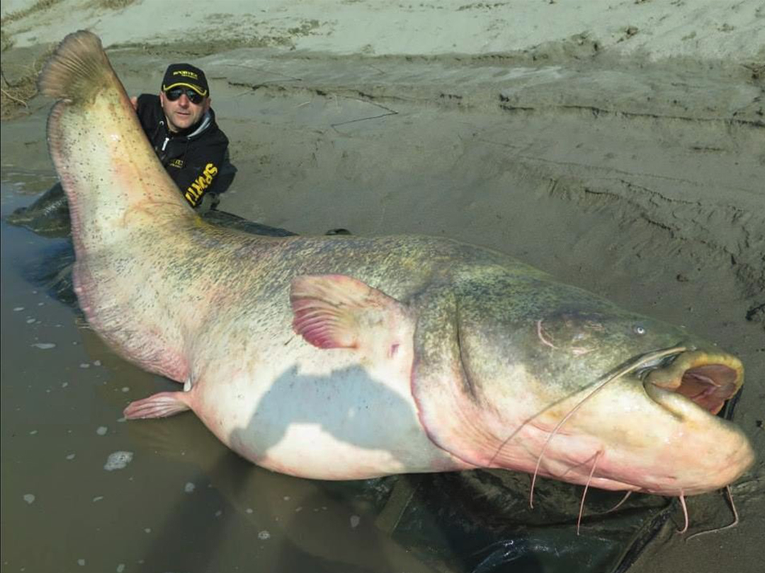 300公斤!世界上最大的淡水鱼纪录被刷新,科学家20年苦苦搜寻
