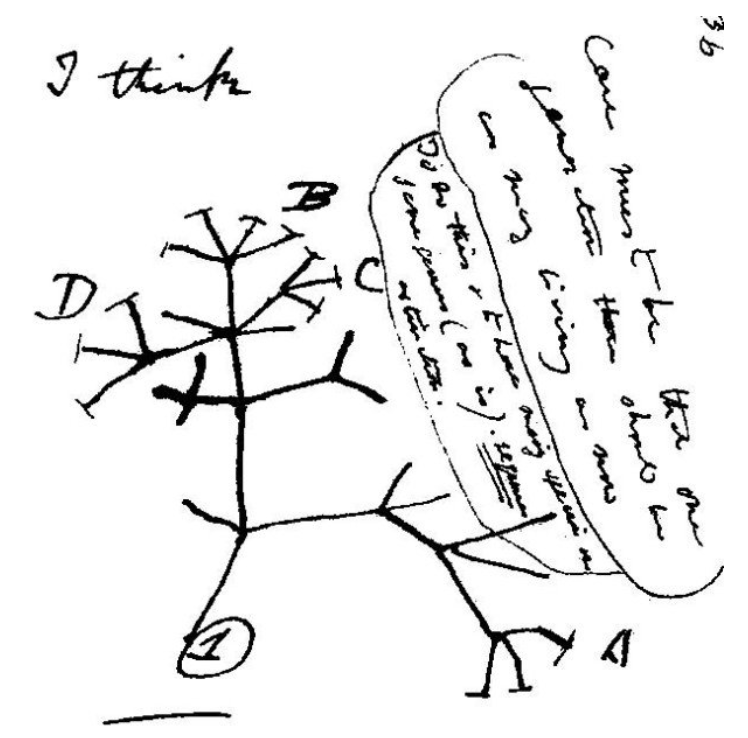 为什么南美的小山猴，“长得像”澳洲的袋鼠？