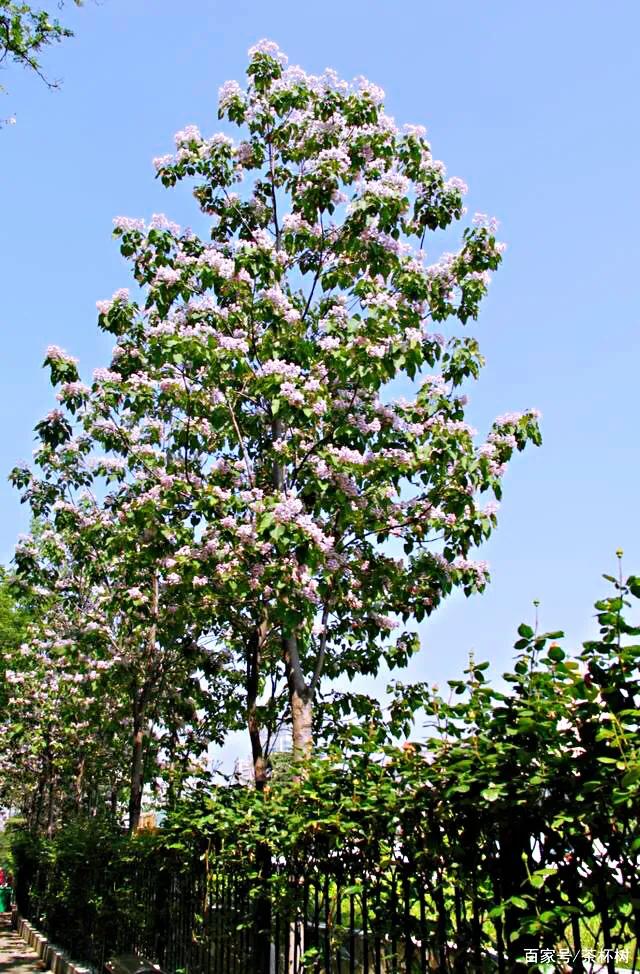 楸树是什么树(楸树是什么树图片)