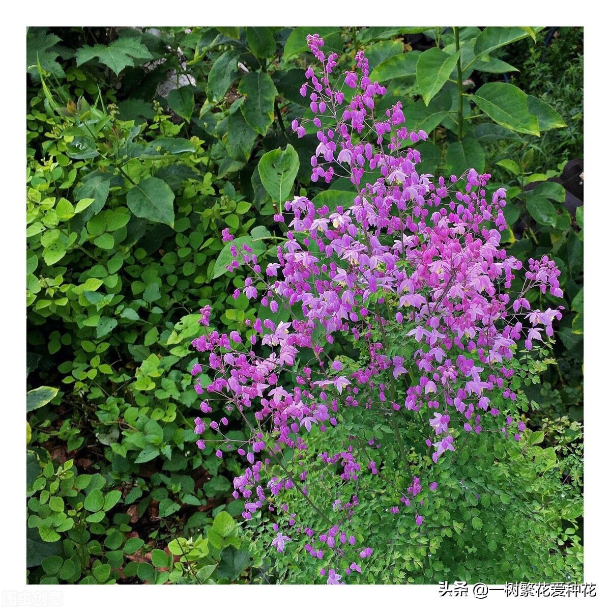 耐寒宿根花卉（两季都适合种的30种宿根花卉）