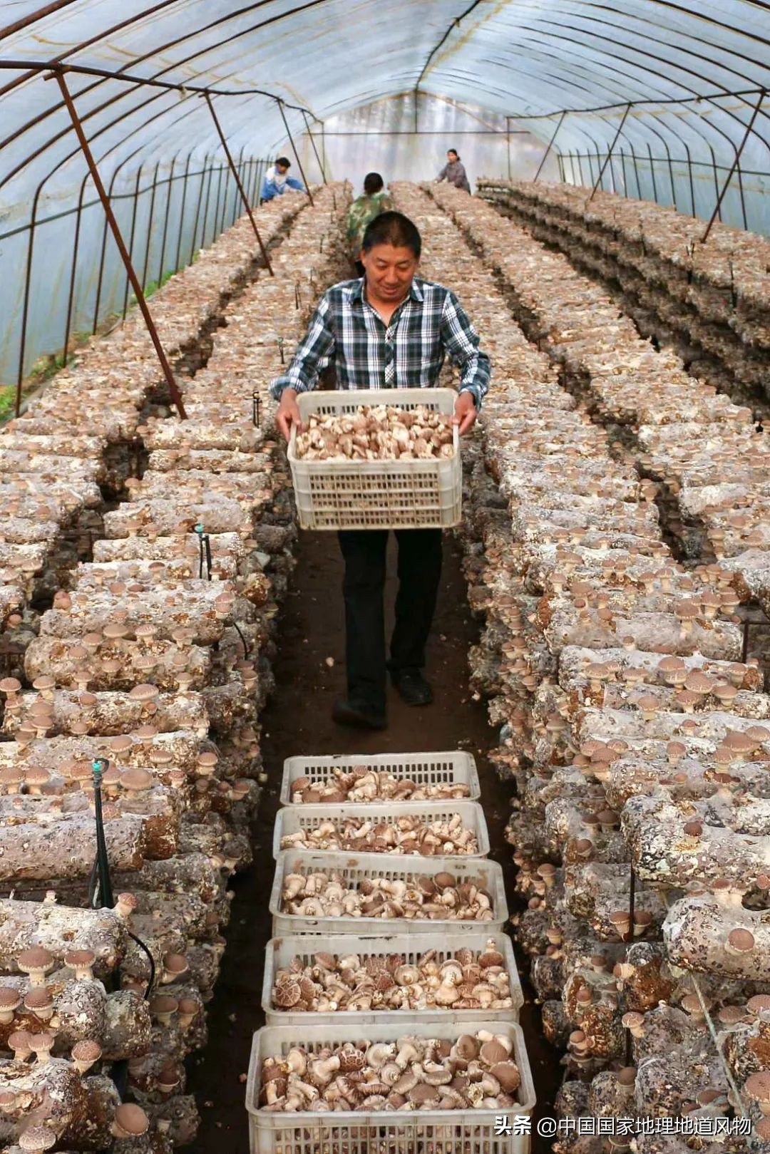 助力蔬菜自由，山东、河南、河北、江苏四省，种菜到底有多猛？