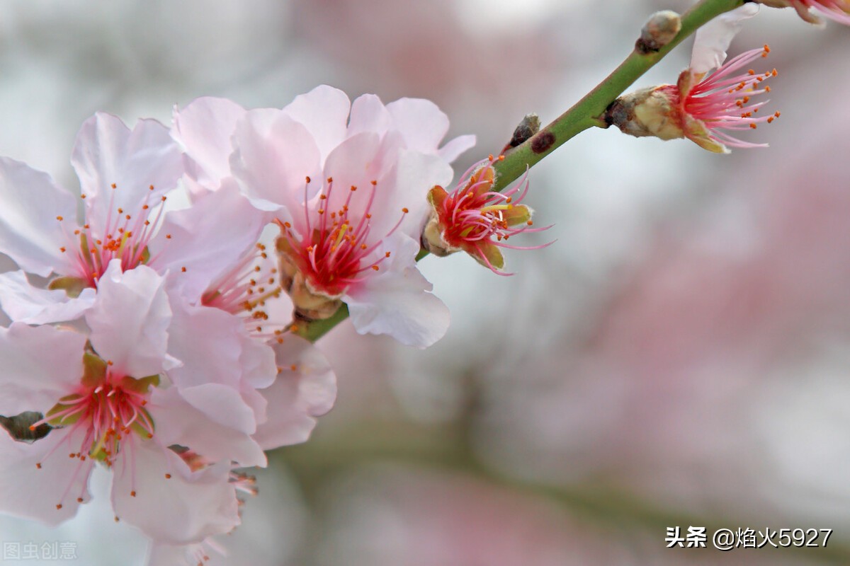 春之韵：万物复苏的诗篇与自然画卷