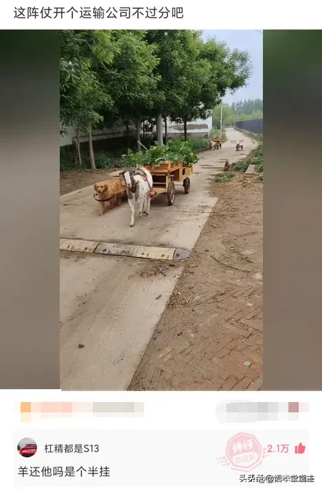 搞笑聊天：王大爷这次找对律师了