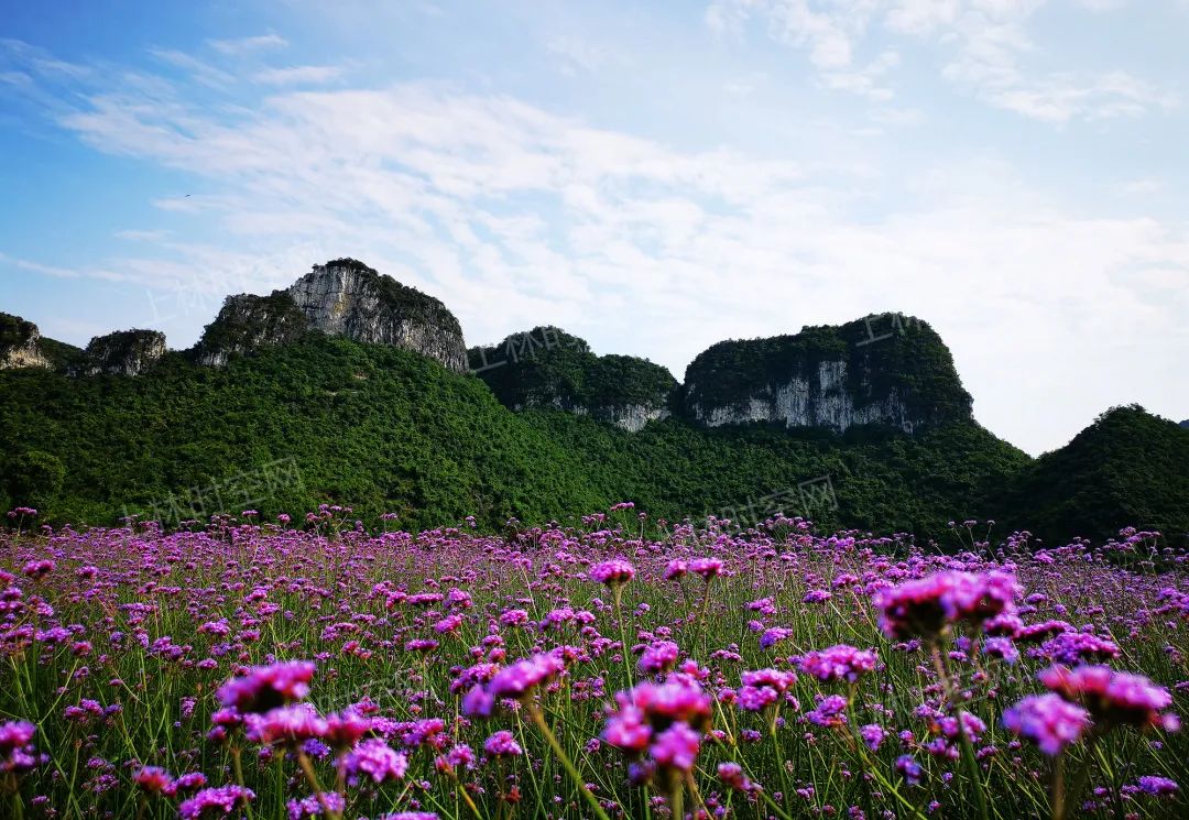 徐霞客在此住了54天，这里是四季花期永不过时的南宁“后花园”……