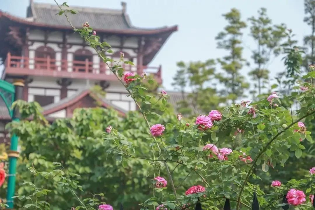 吐血整理！成都市内46个好耍地汇总！玫瑰花海、山景古街全都有