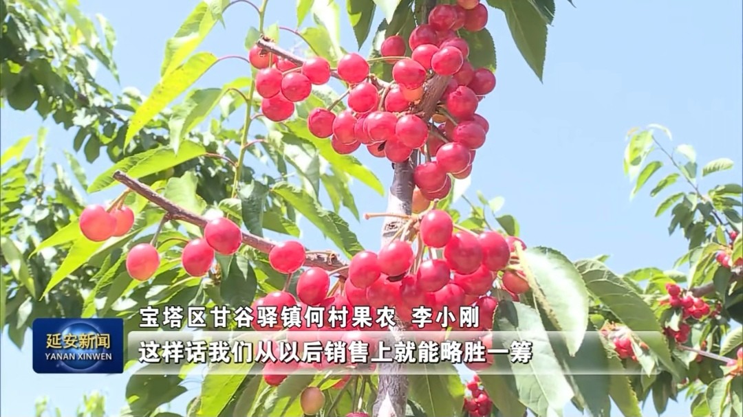 延安果农李小刚：做新型职业农民 过幸福小康生活