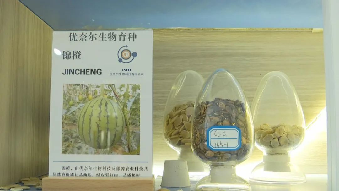 好品山东｜西瓜随便吃，种子得留下！这是啥操作？