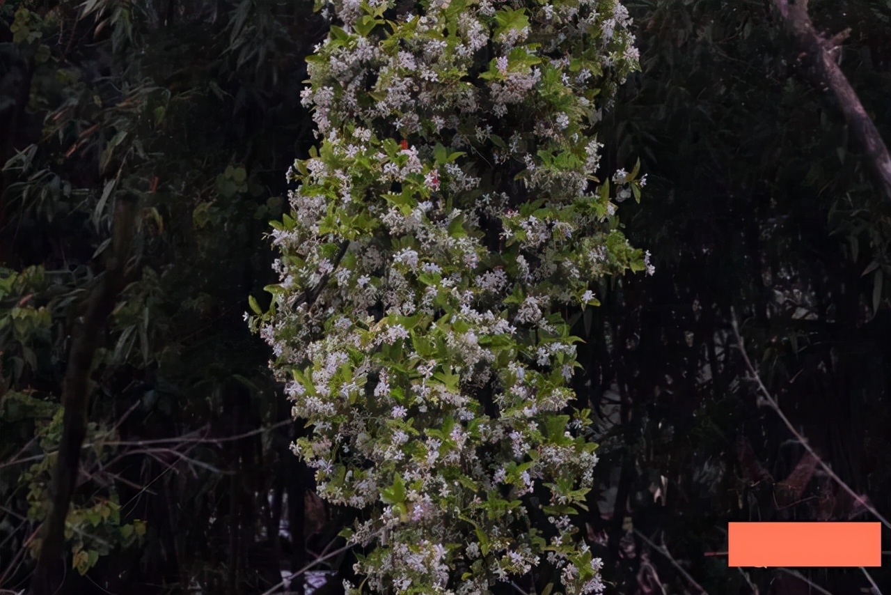 “紫藤挂云木，花蔓宜阳春”，藤蔓之美，美到心醉，网友：迷上了