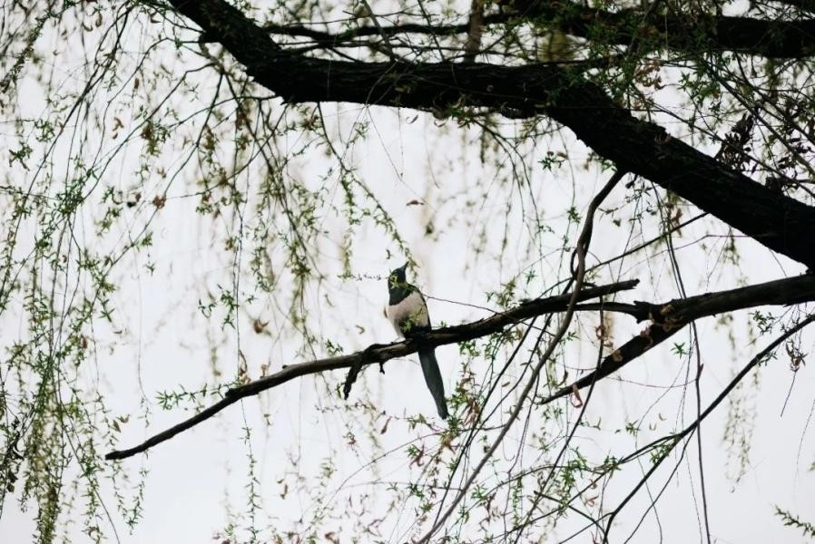 多图预警！兰大最美“校花”心动来袭，颜值超高，简直太惊艳！