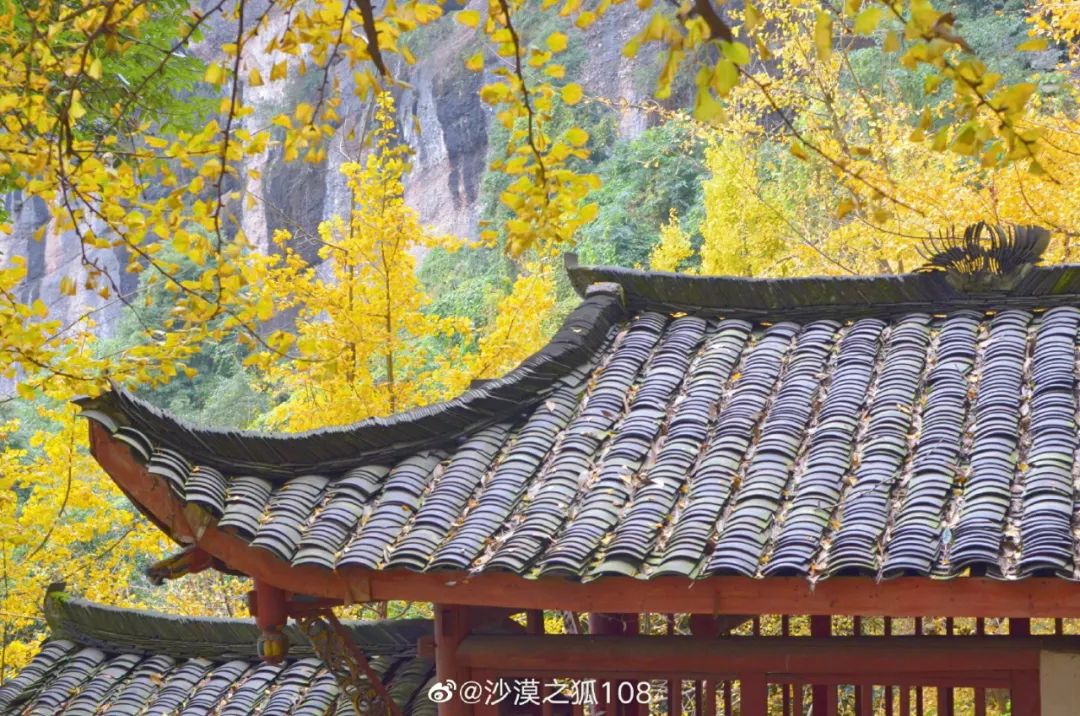 全部黄了！成都二十个银杏观赏点实拍图，带你赏遍