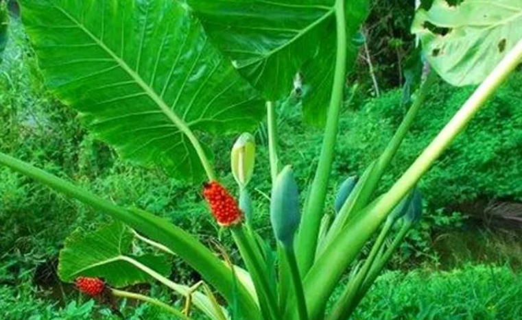 狼毒图片(11种) - 赤虎壹号