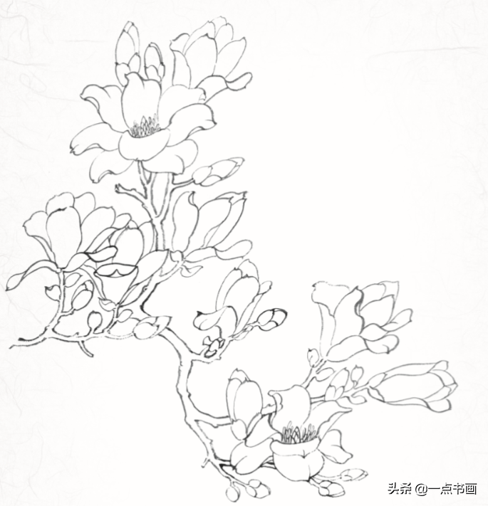 白描玉蘭花與桃花畫法,簡單易上手