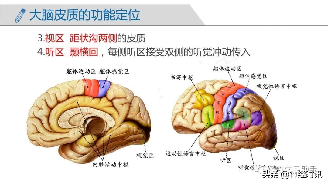 解剖&影像 | 中樞神經系統——端腦