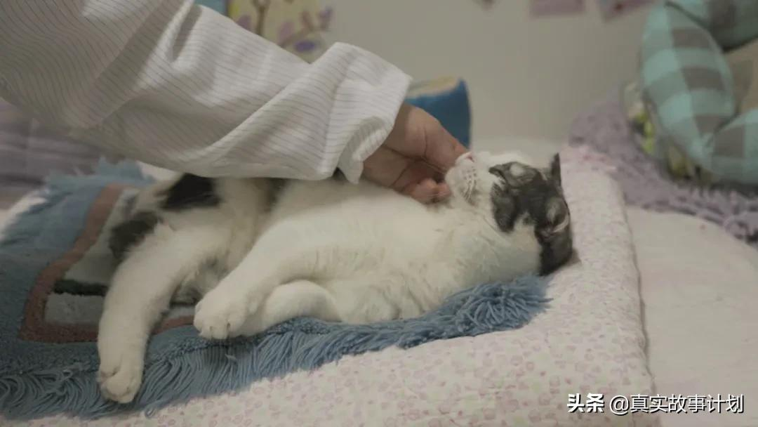 为了救助流浪猫,她在北京租房9年:弃养的背后,救助者做了什么