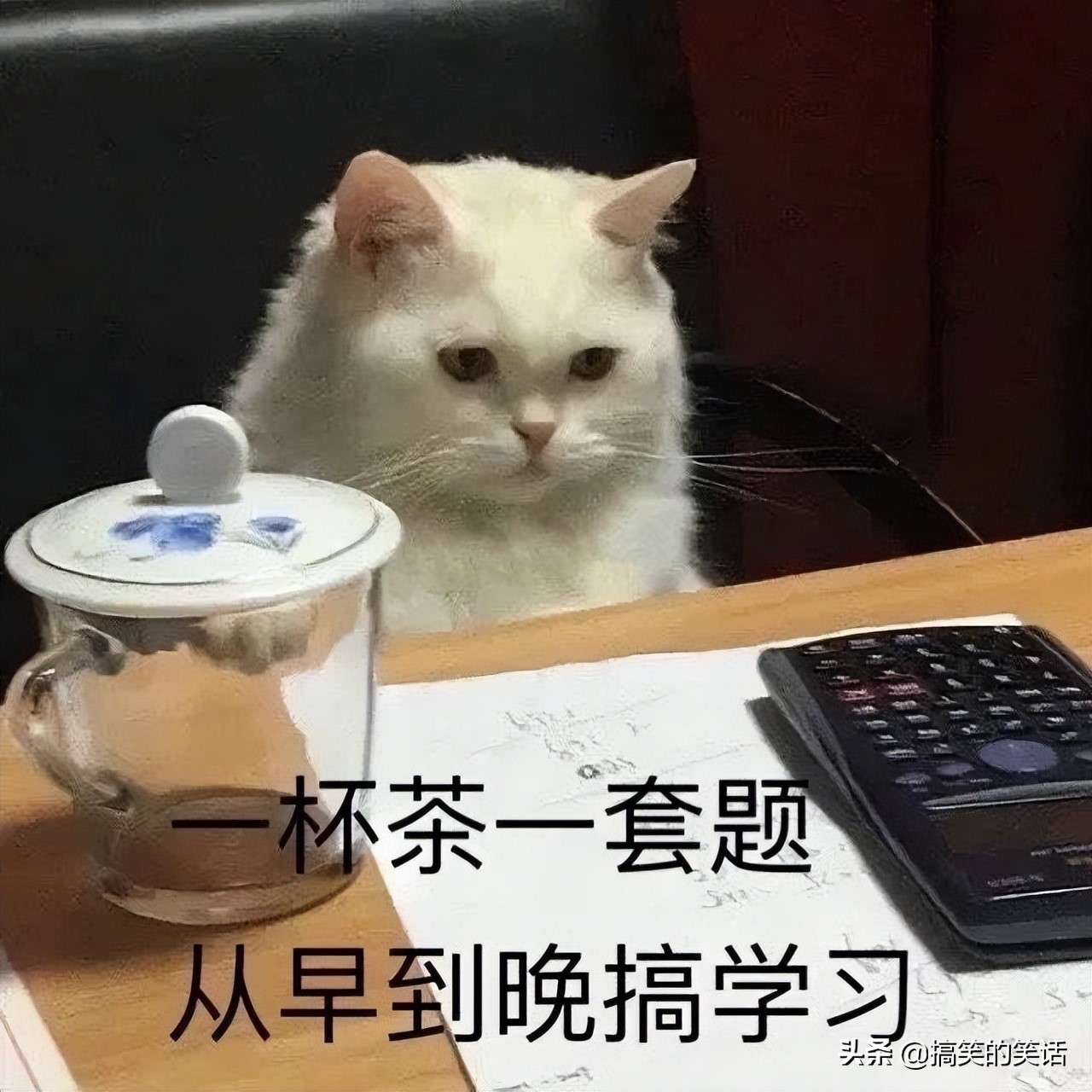 爆笑经典多肉搞笑冷笑话，糗事烧烤搞笑经典冷笑话