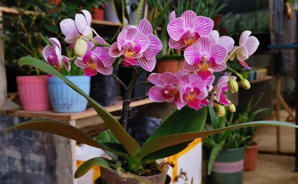 蝴蝶蘭什么時候開花,家養(yǎng)蝴蝶蘭什么時候開花
