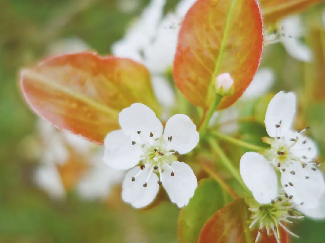 陌上花开春正美，跟着赏花地图“趣”打卡！