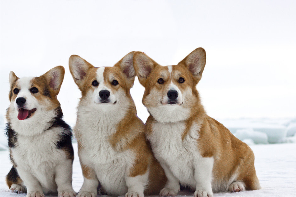 比熊智商排名排第几