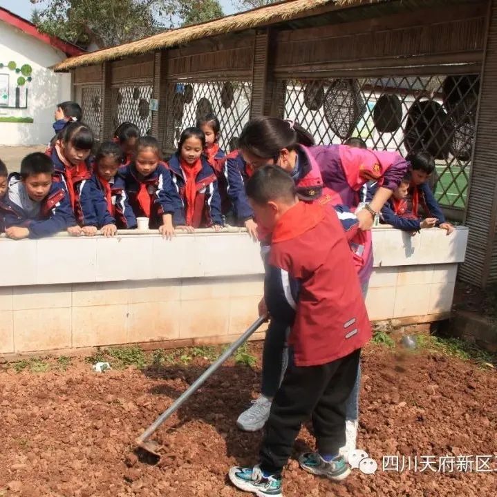 天府新区三星小学特色劳动课堂