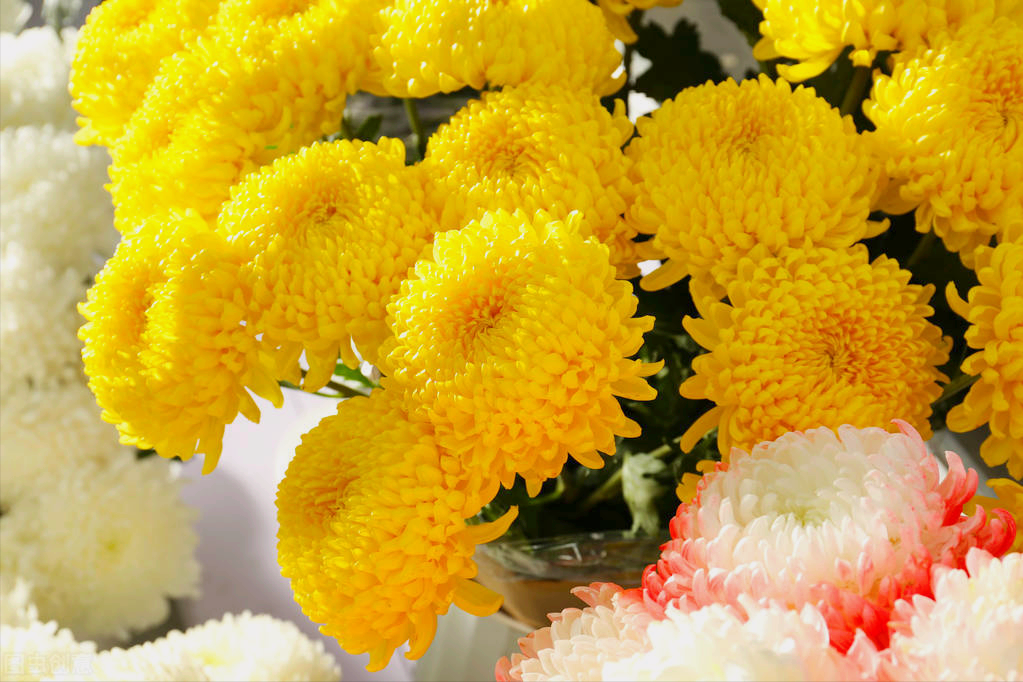 对亲人的哀思图片(一花一相思) - 赤虎壹号