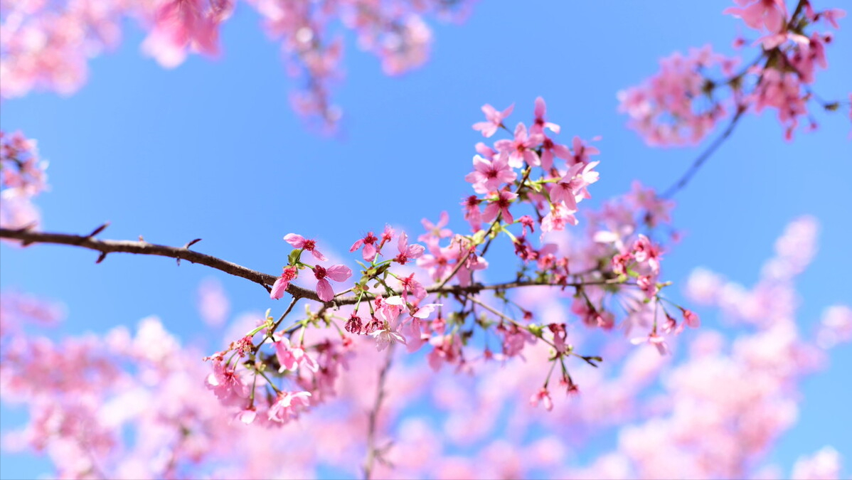 福州“云赏花”，带你打卡名胜古迹七大花，体验醉美三月的花海