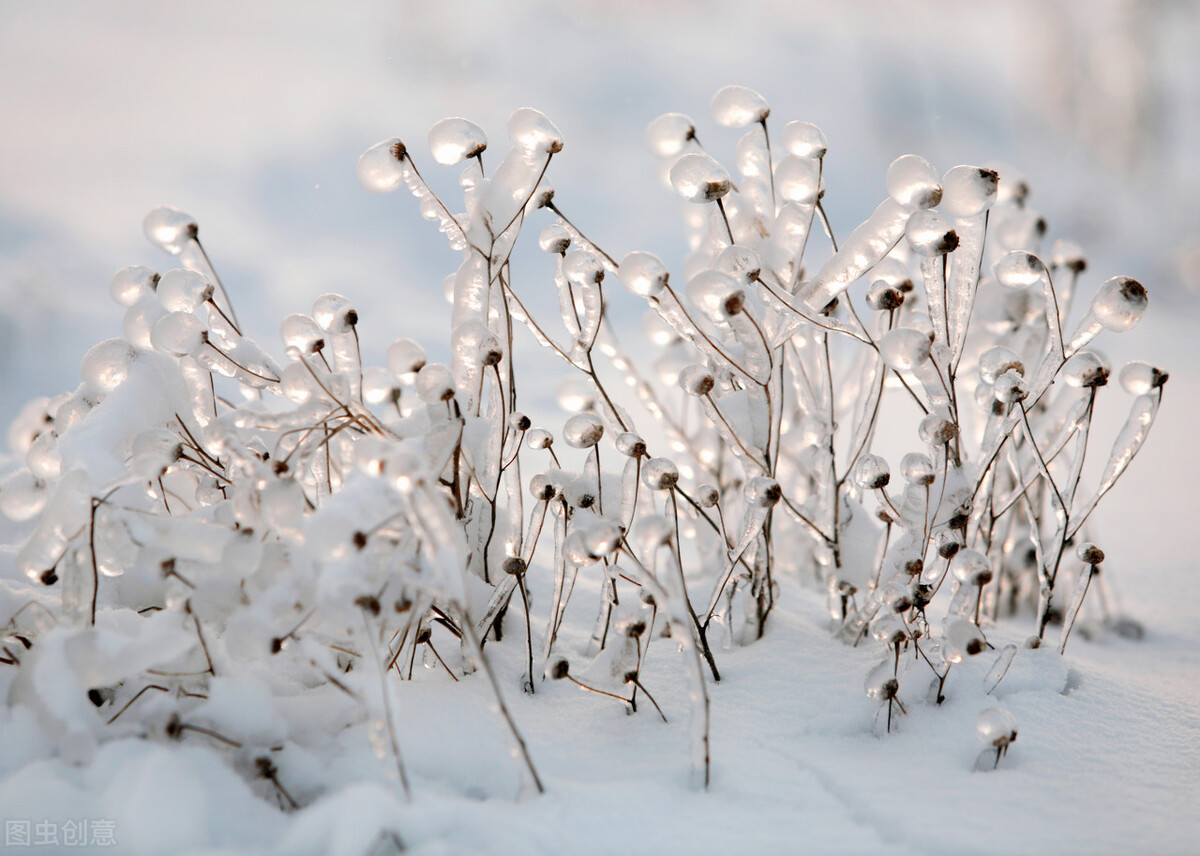 关于雪，你知道哪些句子