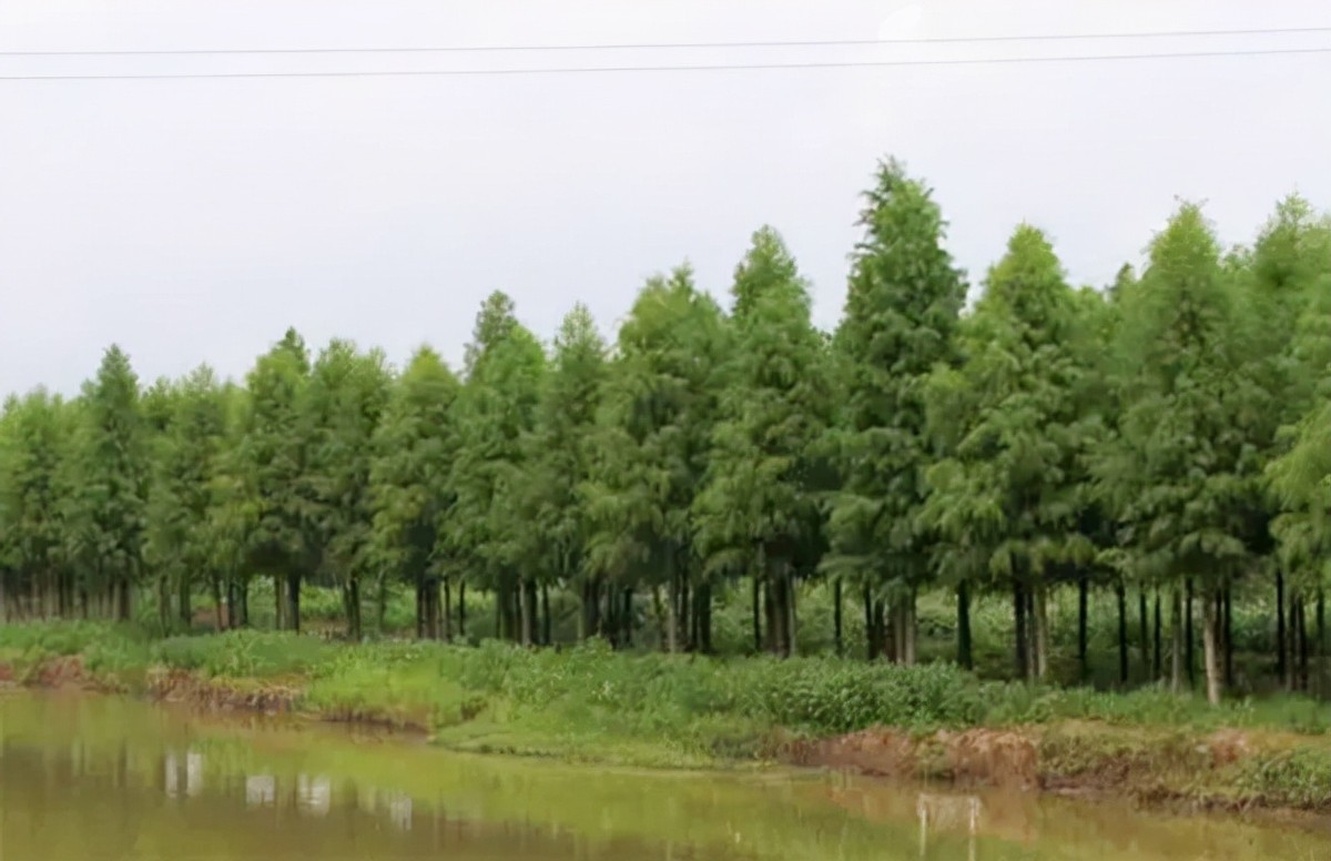 西部大开发重点在哪里（中国人开展西部大开发整体规划）