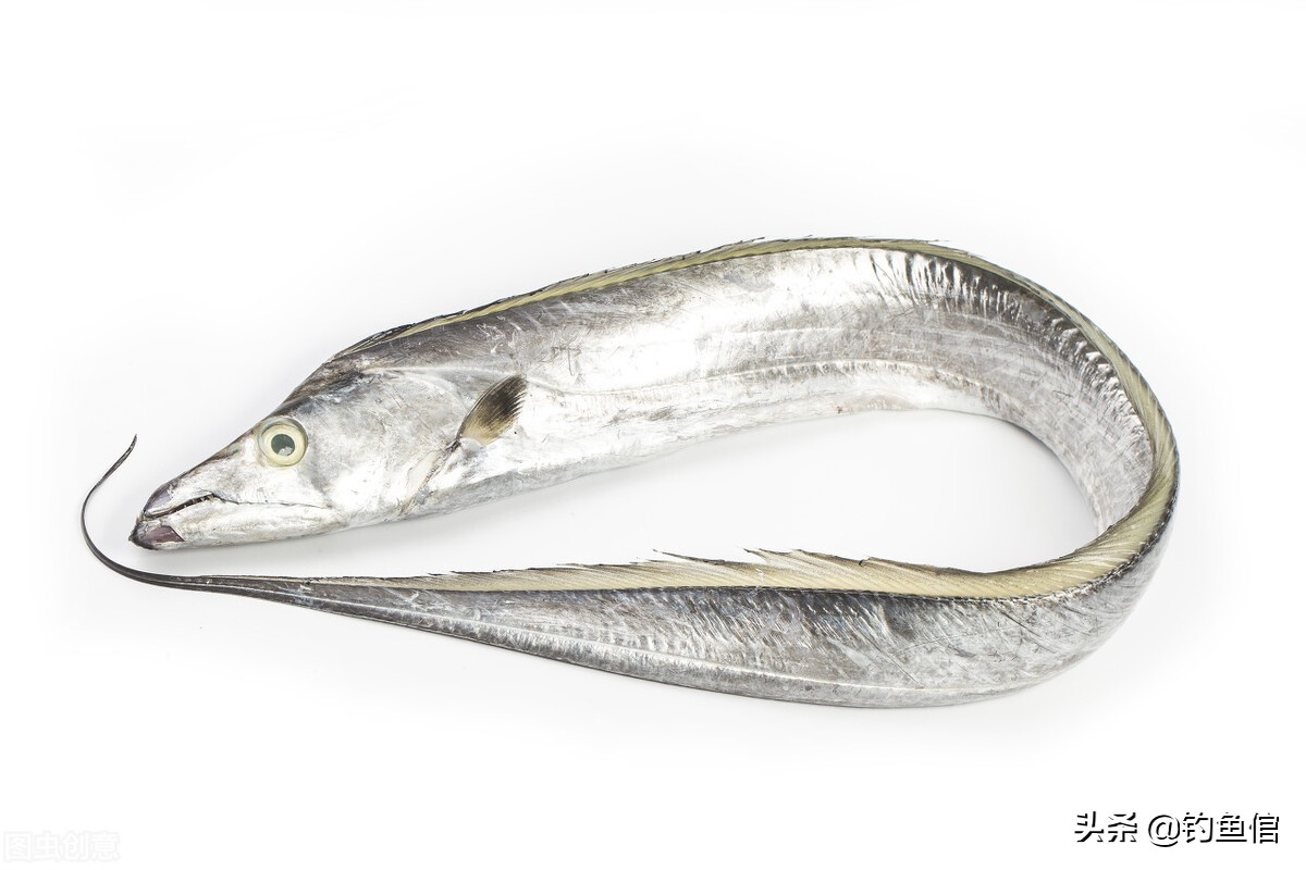 带鱼,黄眼睛是进口的,黑眼睛才是国产的?凭眼辨鱼到底靠不靠谱