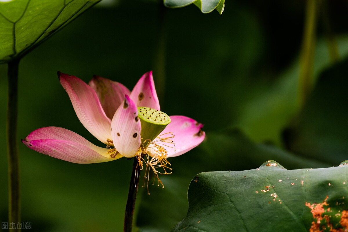 写作素材系列5：环境描写——花（花不同时期的形态状态）