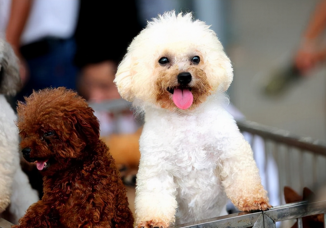 宠物狗泰迪等于慢性自杀看看这只泰迪犬你就知道了