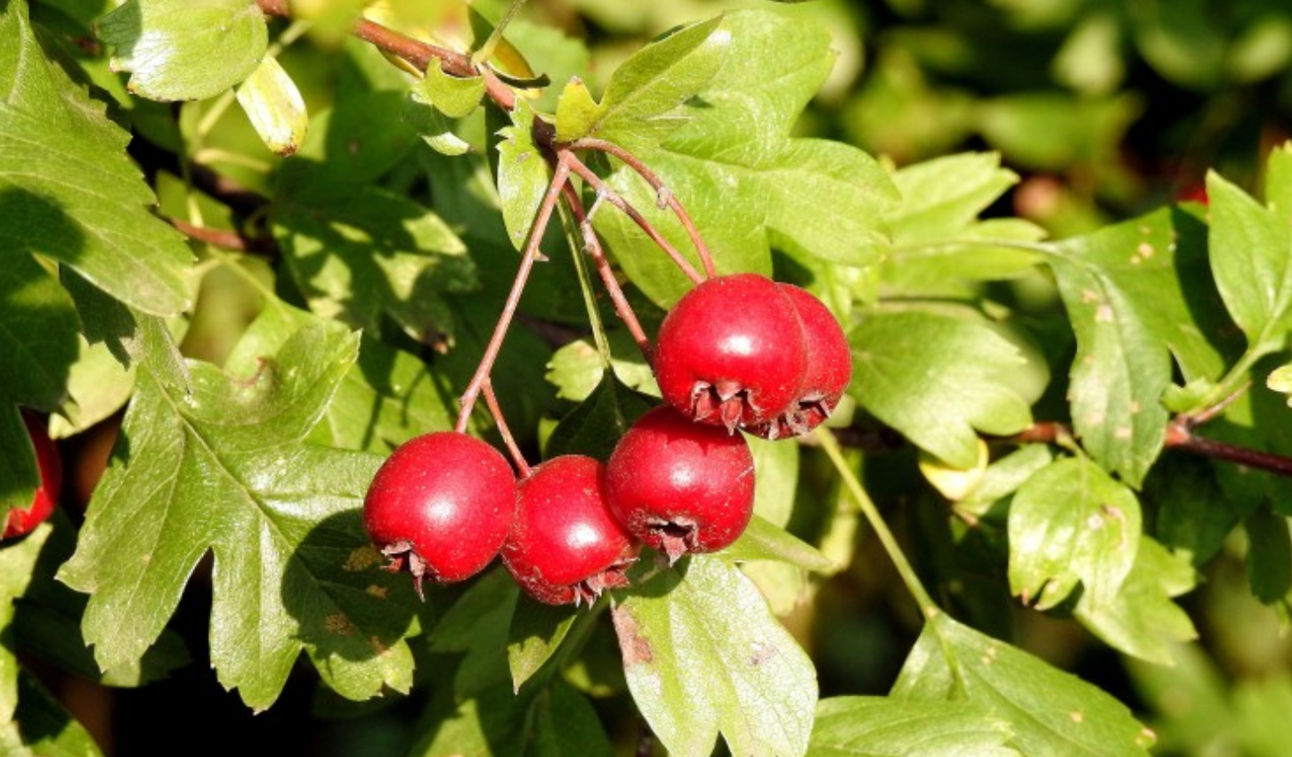 山楂树的特点,生长环境,养殖技巧,注意事项
