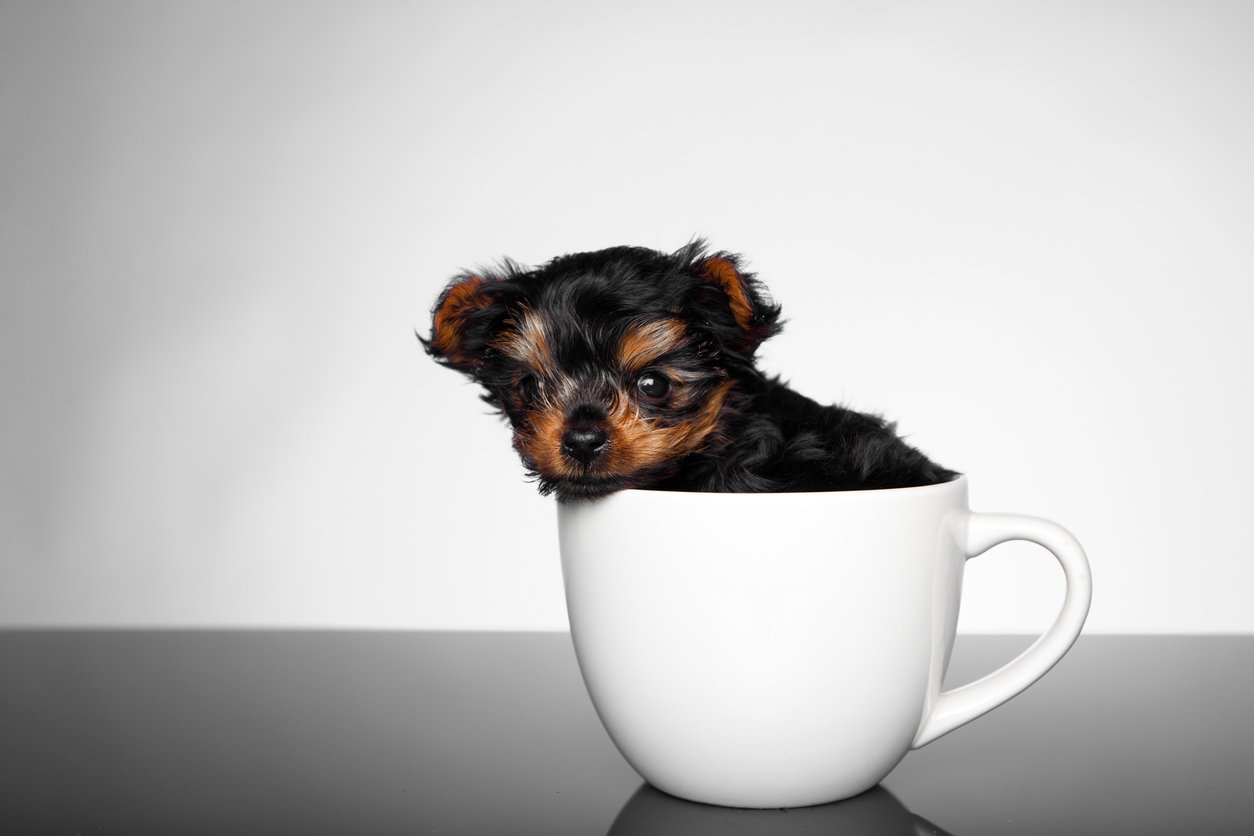 茶杯犬 价格,茶杯犬价格多少钱一只