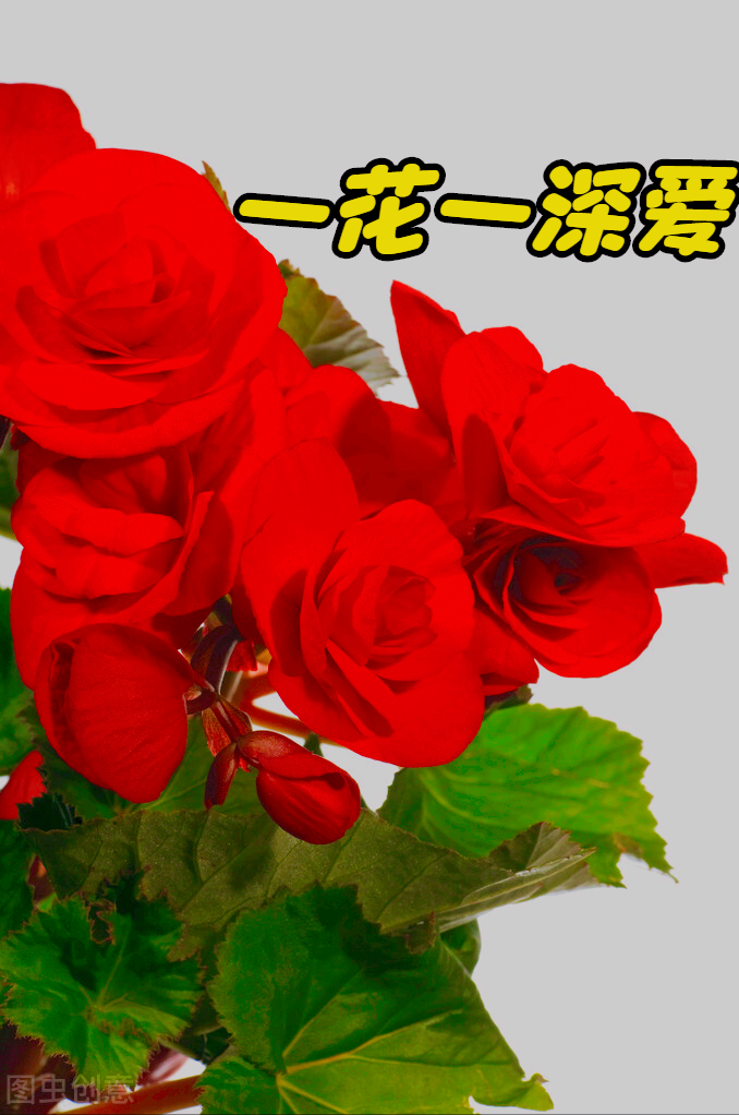 一花一深爱，芬芳入心扉，静绽时光里，温柔了岁月，惊艳了流年。