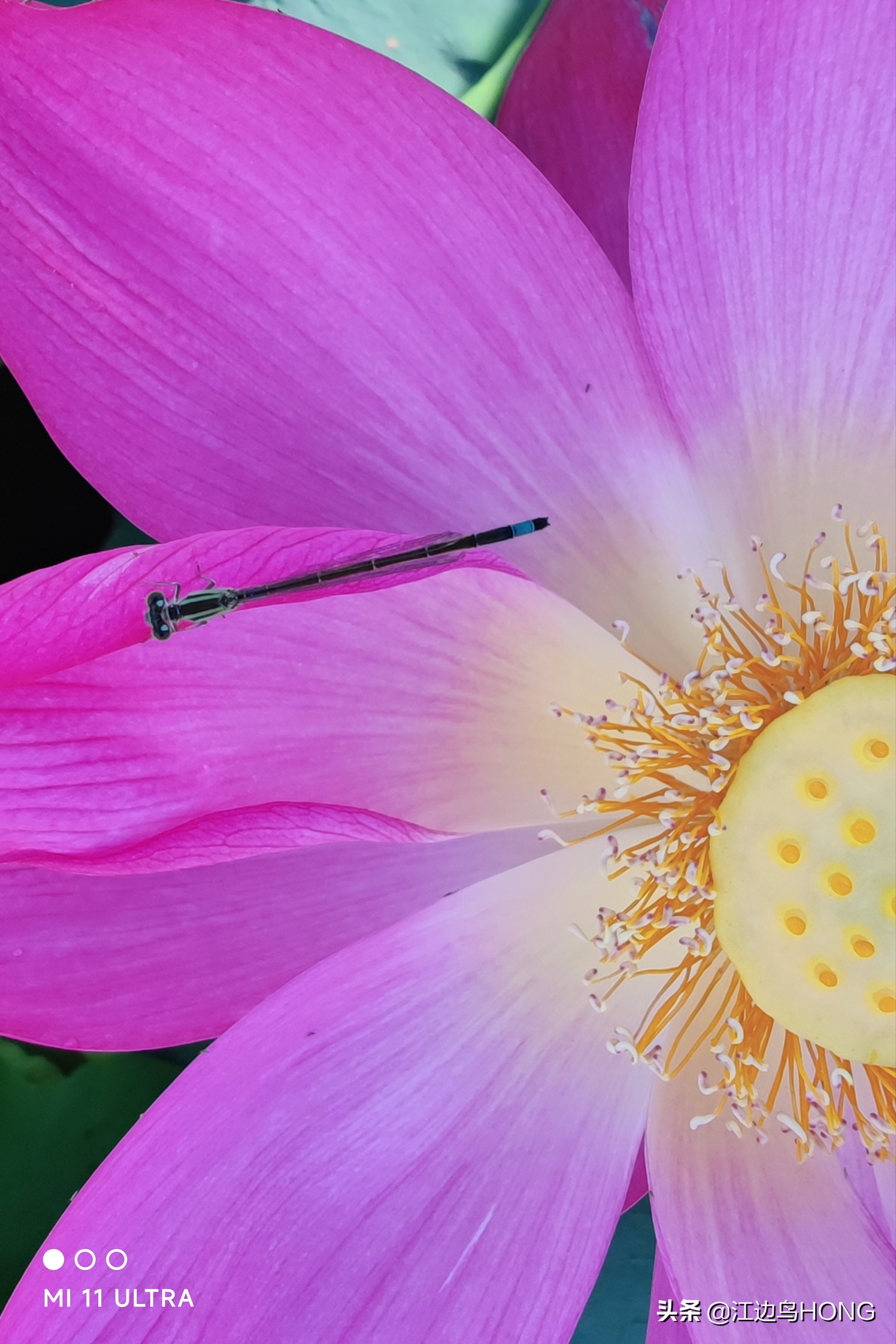 小米11 Ultra照片画质及拍片中的几个问题