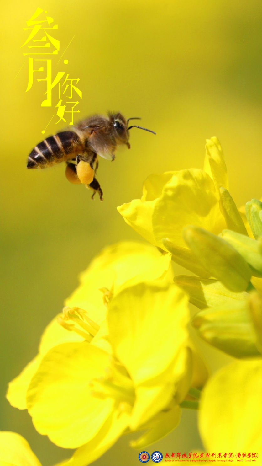 快来看看成都锦城学院的春日美景