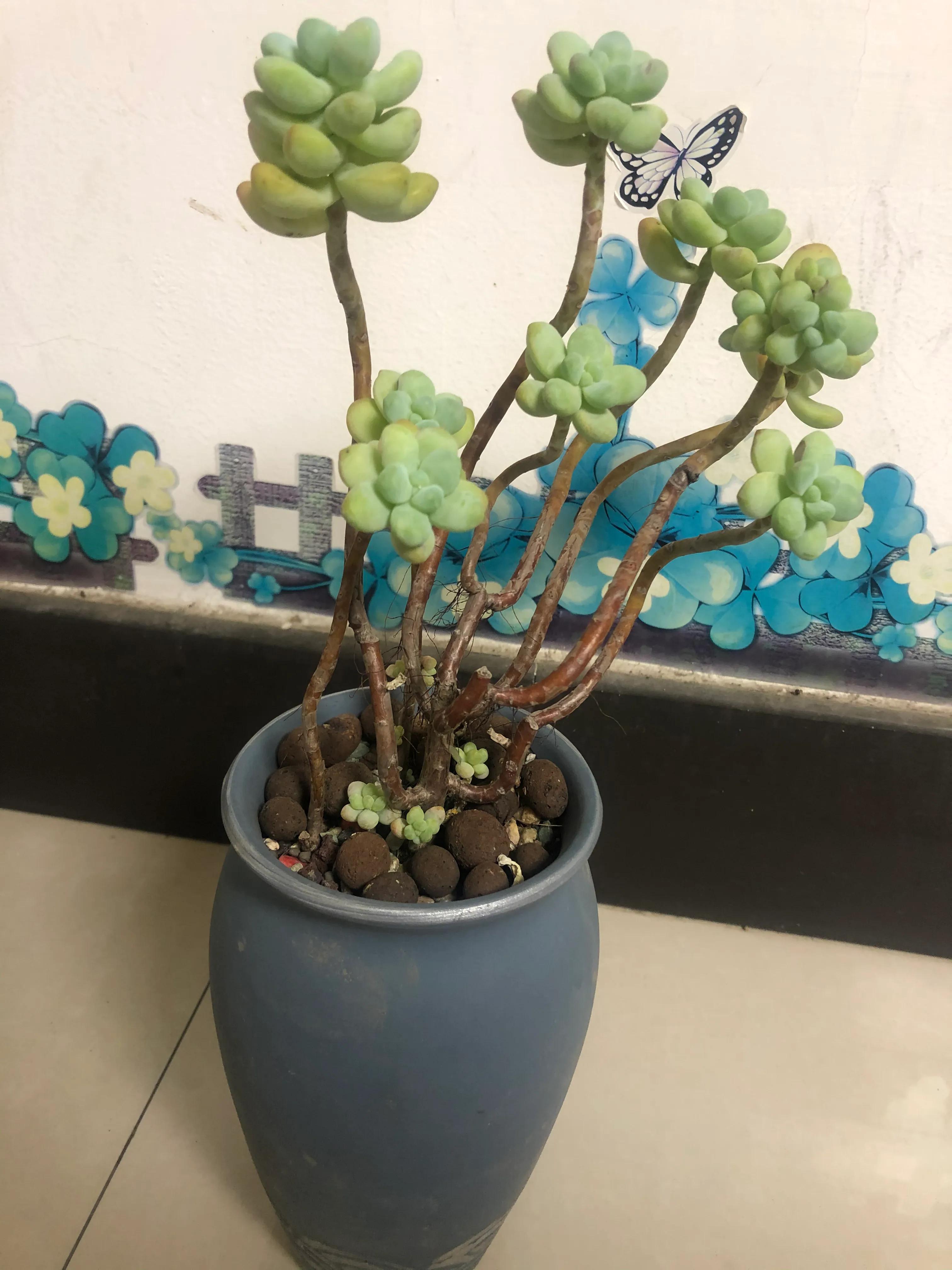 气人 用了多肉爆芽素 发的芽呢 把原有的花芽也给烧死了 肉肉发 安夏美发