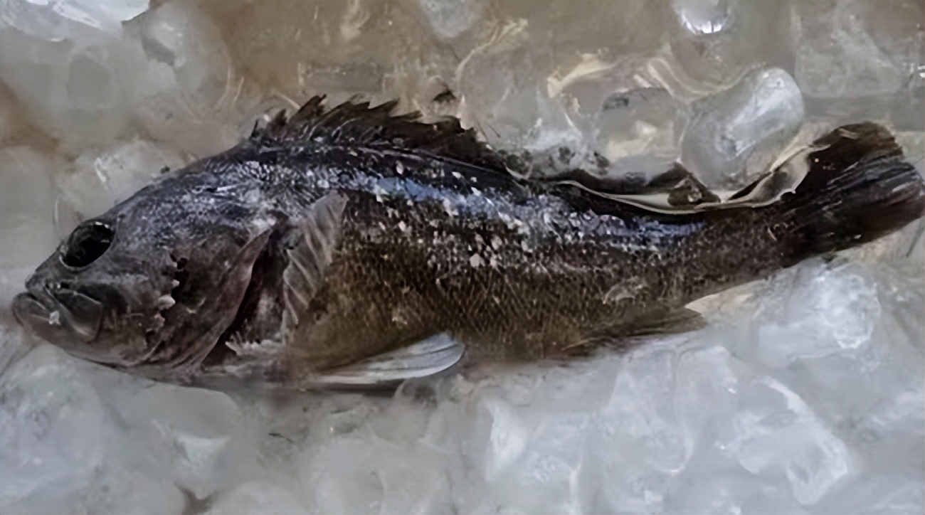 福島近海捕獲的海魚 放射性物質嚴重超标 日本海魚你還敢買嗎 天天看點