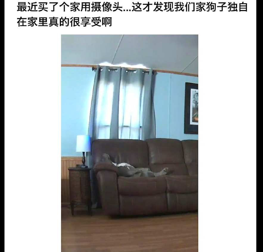 当主人去上班后，狗狗面朝上躺在沙发上睡觉，狗：终于可以不装了