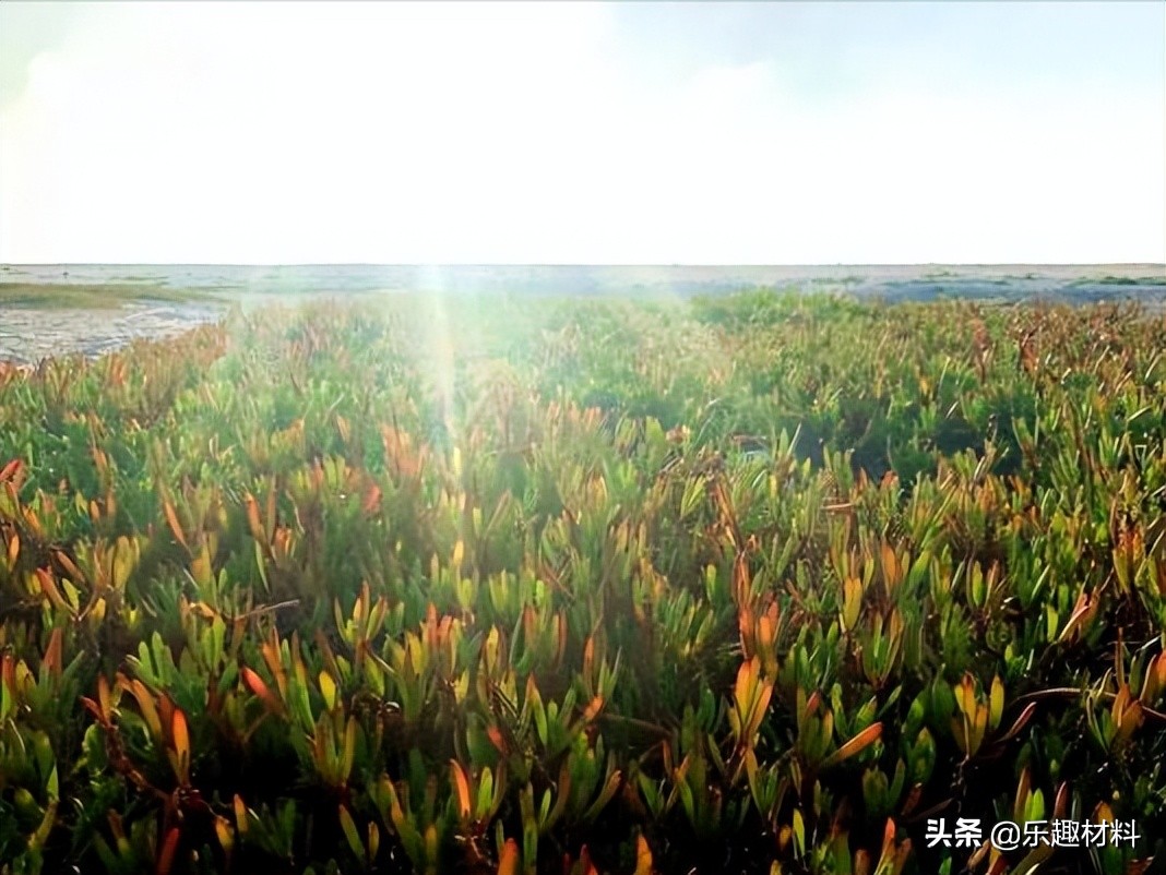 ����벻������ɳ�н����仯���֮�����ջ�̲�����ִ���ɫ�³�